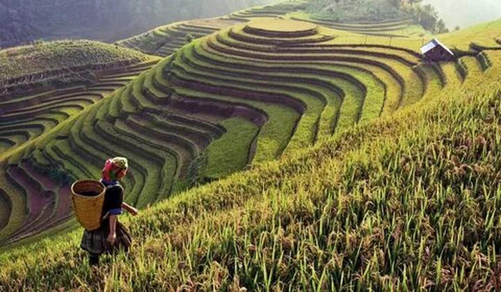 Loại cá được khen